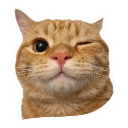 An orange tabby cat winking one eye at the camera.