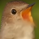 Small bird with its beak wide open as if singing or shouting.
