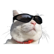 White cat wearing black sunglasses and a red collar looking smug.