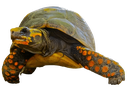 turtle custom emote | [CTF😜]AllStars&Friends