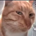 catsus Discord Emoji from Study Space