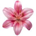 000_lily Discord sticker | RON