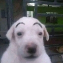 eyebrowdog custom emote | Goober N' Chill 🐌