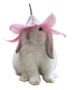 14909cutebunnylilyhat Discord Emoji | Pastel Chains Collective