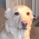 confused_dog1 Discord Emoji | ⋆˙⟡ 𝙁 𝙀 𝙍 𝘼 𝙇