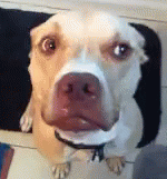 dogno animated GIF emoji - ★ Asteri ★