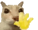 catwave animated emote | White Femboy Tag (.gg/femboiss)