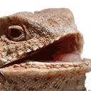 hehehelizard animated GIF emoji from 𝄞⨾𓍢ִ໋.   The Silverdale Sever. ⊹ ⋆  ໒꒱ ⋆ﾟ⊹
