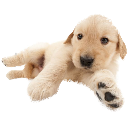 laeyey custom emote | 𝐓𝐡𝐞 𝐂𝐫𝐞𝐚𝐭𝐮𝐫𝐞 𝐏𝐥𝐚𝐲𝐩𝐞𝐧