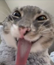 Cat face in extreme close-up with a wide, distorted grin and its tongue hanging out.