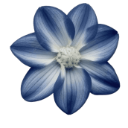 51333blueflower Discord Emoji | 𝒂𝒖𝒓𝒂