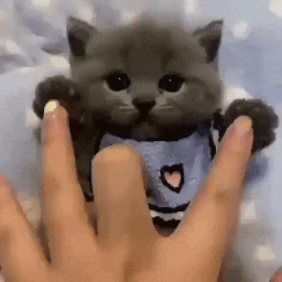 A small gray kitten wearing a blue bib being poked on its paws by human fingers.
