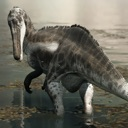 Suchomimus dinosaur standing in shallow water looking toward the viewer.