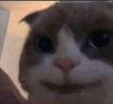 A close-up of a cat with a forced, human-like smile looking directly at the camera.