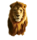 lion custom emote - [CTF😜]AllStars&Friends