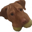 doog Discord sticker from Mandatory Fun