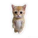 emoji_24 custom emote | ✧･ﾟ: ✧ 𝑺𝒕𝒂𝒓𝑬𝒏𝒕𝒆𝒓𝒏𝒂𝒍 ✧ :･ﾟ✧