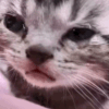 CatCrying animated Discord emote - ✨КиберЛапки🎮