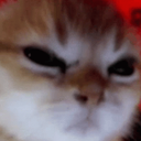 angry_cat Discord Emoji - Heart.exe