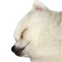 A fluffy white dog with eyes closed in a peaceful sleeping expression.