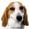Tharkikutta custom emote - Hamara Server