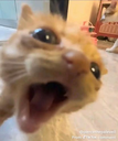 Orangekittenmeow custom emote from For testing stuff [private]