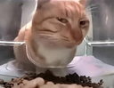suscat custom emote - The Treehouse