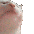 White cat head tilting upward in a rhythmic bobbing animation.