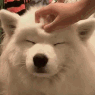 wolfypat animated GIF emoji from Tathastu