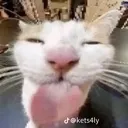 sillycat custom emote | bitchass server