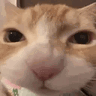 kittymunch animated GIF emoji - Cyberpunk Syndicate ☁୨ৎ