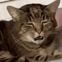 what Discord Emoji from 𝓝𝓲𝓰𝓱𝓽𝓯𝓪𝓵𝓵