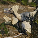 A feathered raptor dinosaur with blue and white plumage looking to the side with an open mouth.