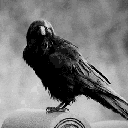 crow_understand animated emote - Crow AI #Renaissance