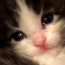 cat_tadinho custom emote | 🔥🔞 Canto da Putaria 🔥🔞