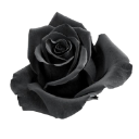 0073_blackflower Discord sticker from 𓉸ྀི 　phᥲntᥲ𝓈m ㆍㆍ 🗡