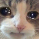 sadcat custom emote | /r/christians