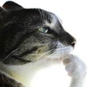 Cat resting its paw on its chin in a thoughtful, skeptical pose.