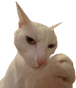 supbbg Discord Emoji from Pinay | Voice Chat • Social • Emojis & Stickers • Icons