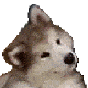 confused_dog animated Discord emote - kriguG