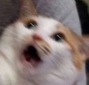 scaredcat Discord Emoji - 遊戲小鎮