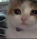 emoji_1771599038938 Discord Emoji - Nashe™ | Social . PFPs . Giveaways . Chill