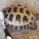 turtledance animated emote | mrrp