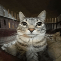 catstare custom emote from offqtz