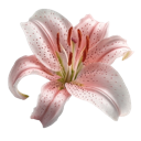 emoji_140 Discord Emoji | The Cozy Corner 🌸