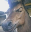 cavalo Discord Emoji - Nova Luna (新月)