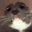 Cat_Wtf_2 animated emote - DM Request 📪 ⌇ Ask To DM & Chatting ⌇ Non Dating ⌇ Social ⌇ Friendly ⌇ Nitro ⌇Non Toxic