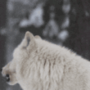 _Wolf_ animated GIF emoji - ᛭Ͽ⛈Storm Bringers⛈Ͽ᛭
