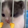 catInPrision custom emote - Makai 18+