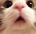 cutecat12 Discord sticker | Heart.exe
